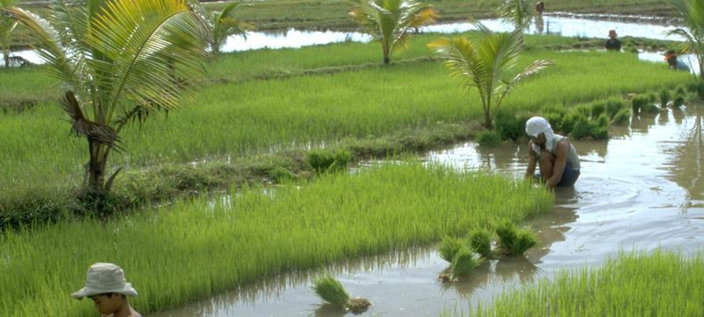 Rice farmers move towards sustainability