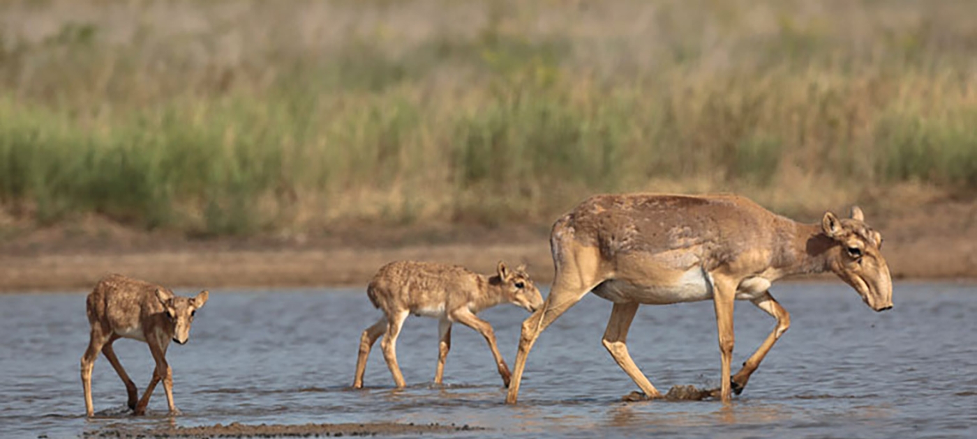 Saiga antelopes on the brink of extinction