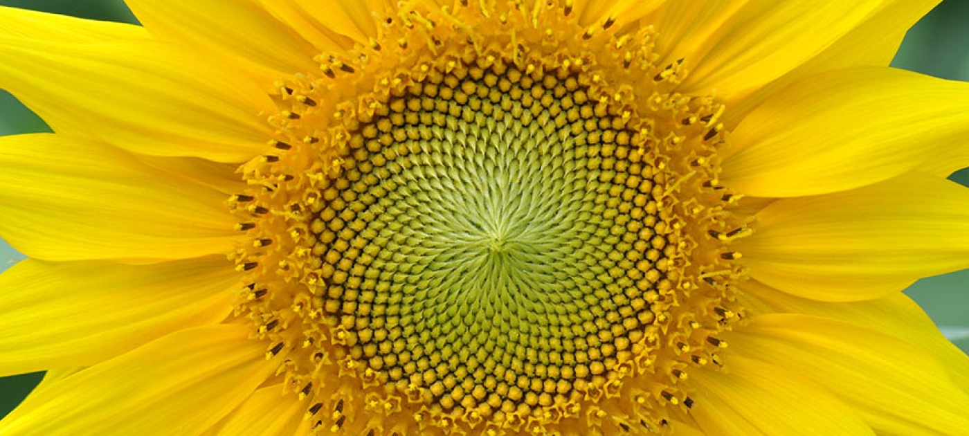 Designed by nature