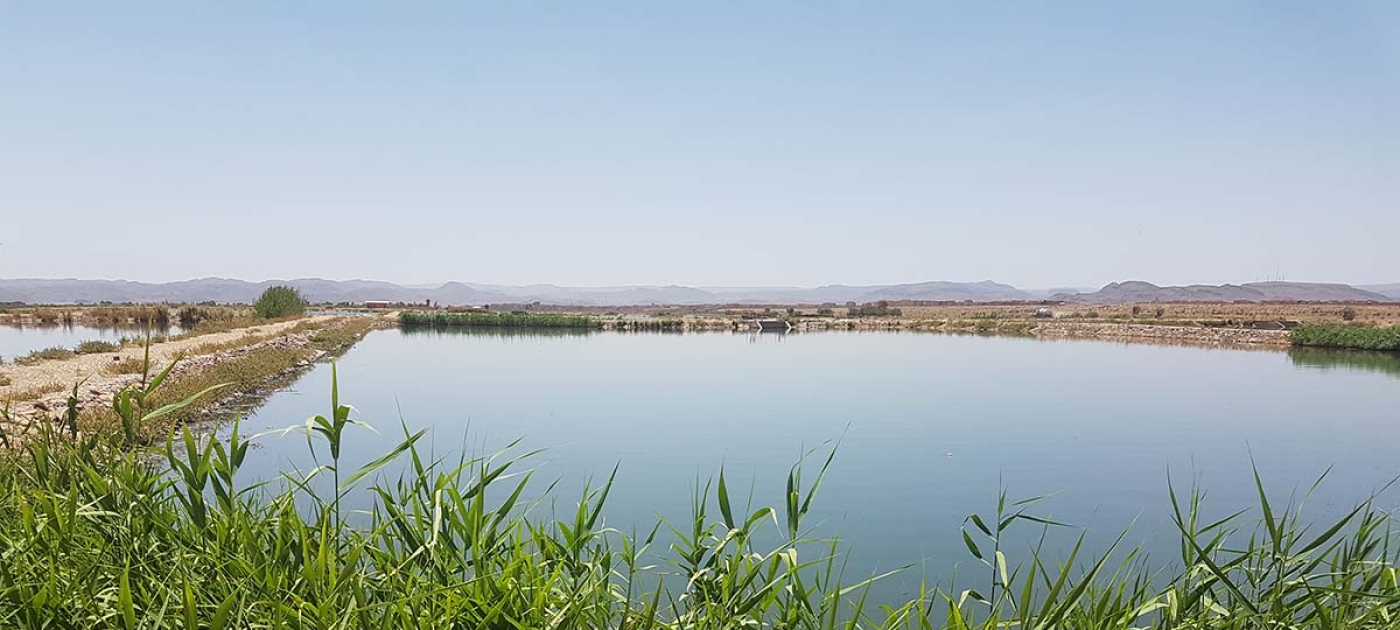 From wastewater to oasis: Greening the desert