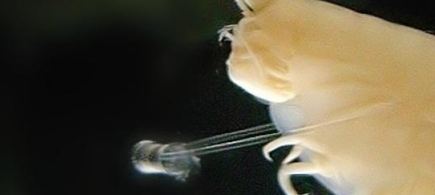 Extraordinary levels of toxic chemicals in the deepest ocean fauna