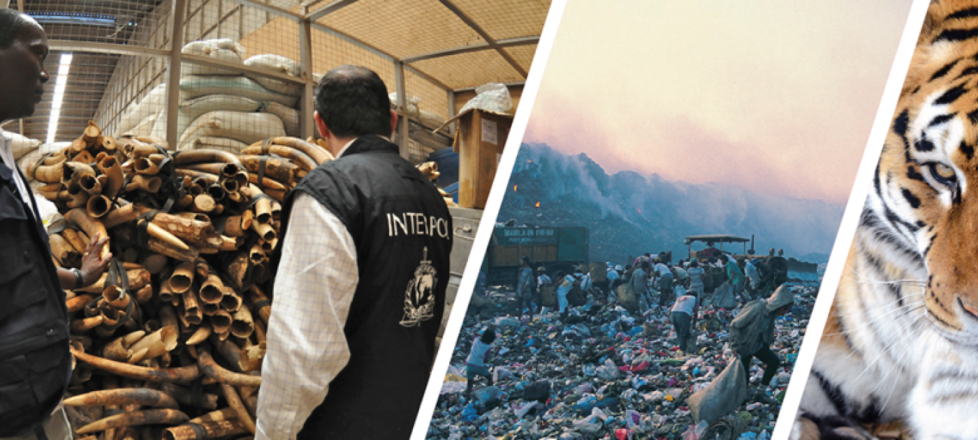 Environmental crime