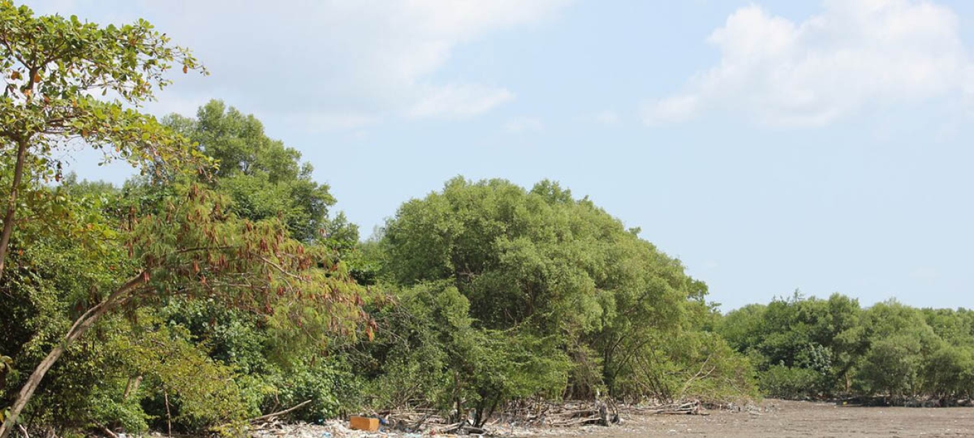 Coastal crisis: Mangroves at risk UNEP