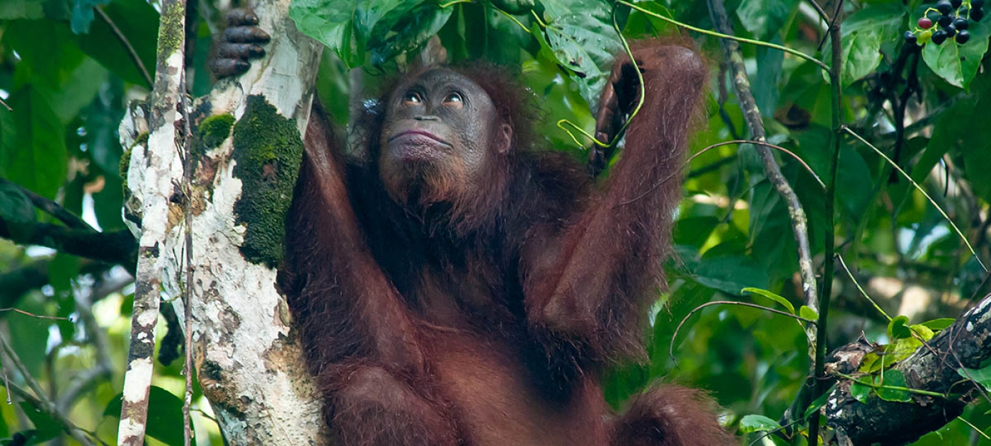 Preservation or productivity? Orangutans under threat