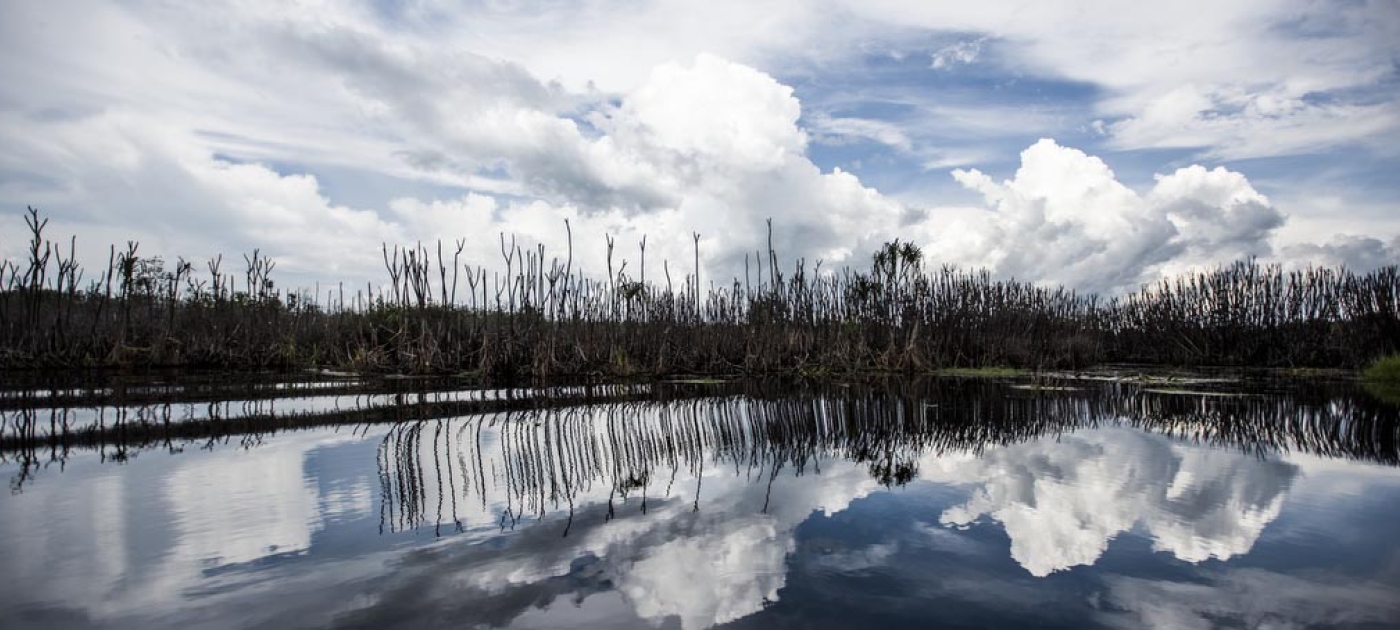 Managing peatlands and keeping carbon dioxide under control Peatlands
