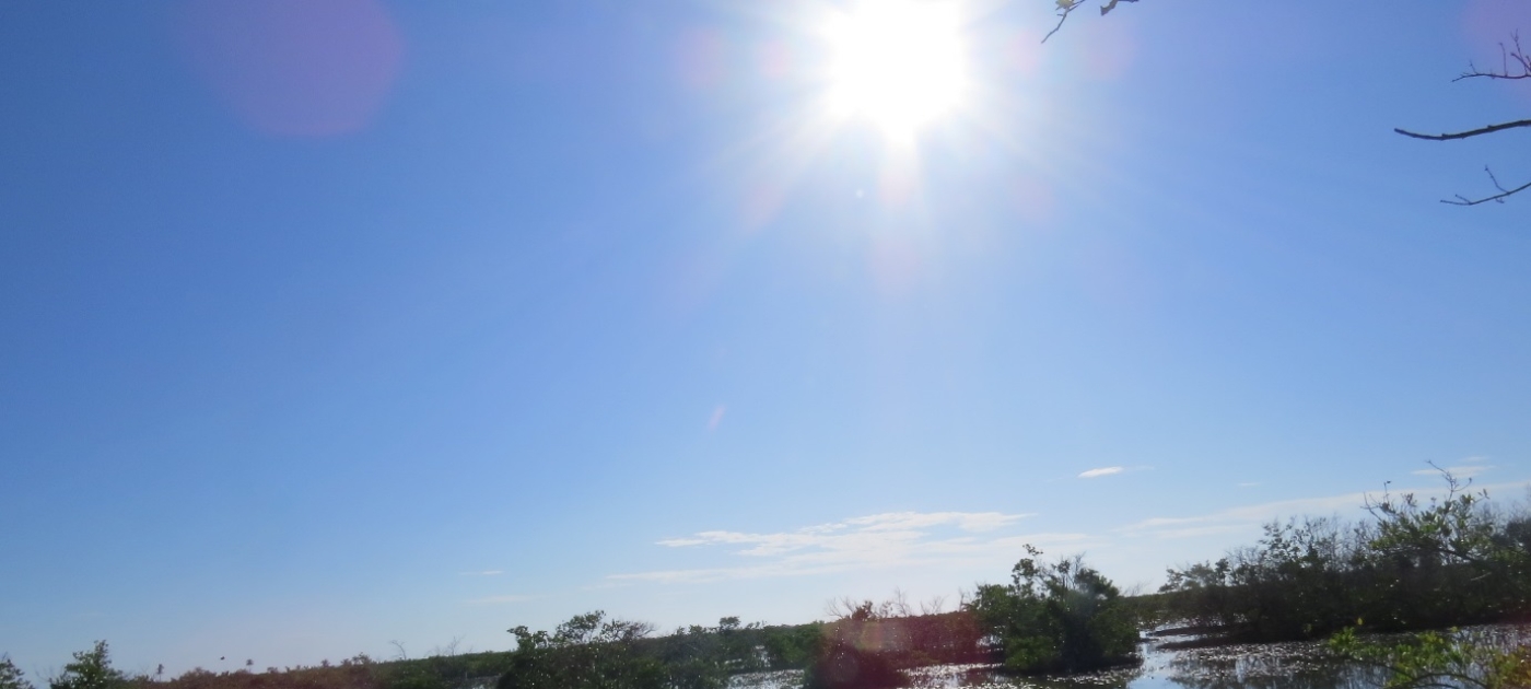 Transplantation des mangroves dans l'écosystèmes de St Jean du Sud/Abacou