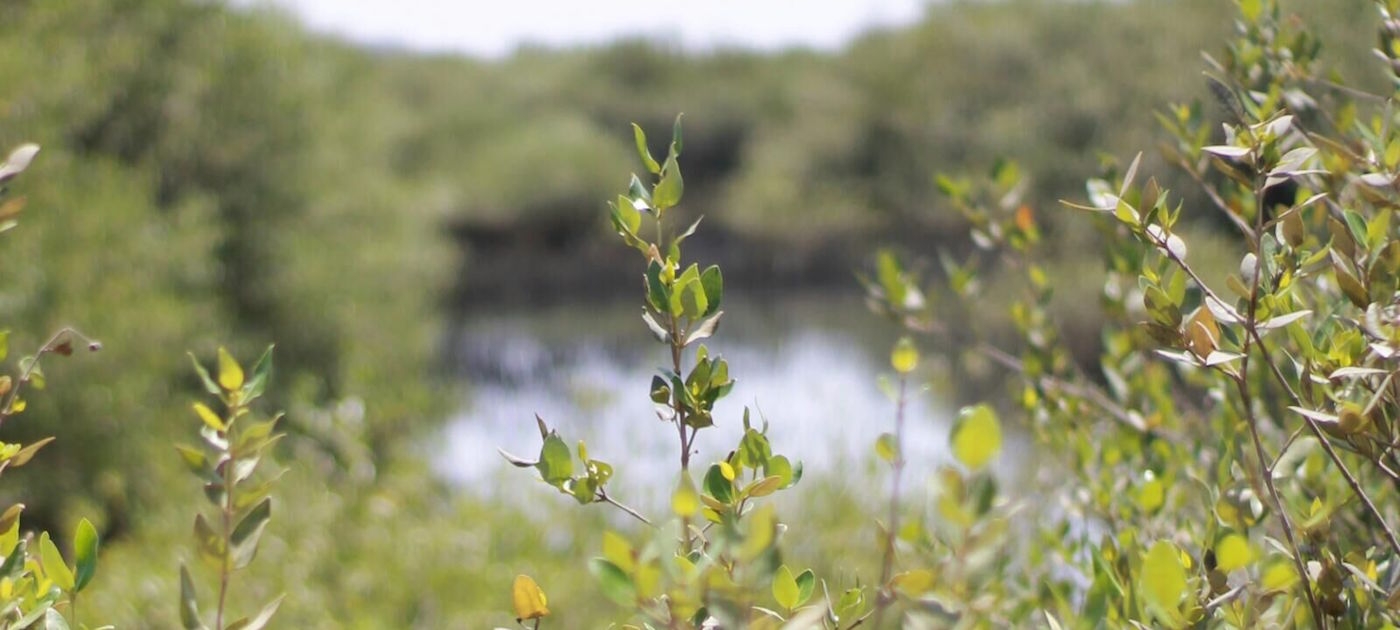 Mangrove restoration paying dividends in Oman Photo by Wahid for UN Environment