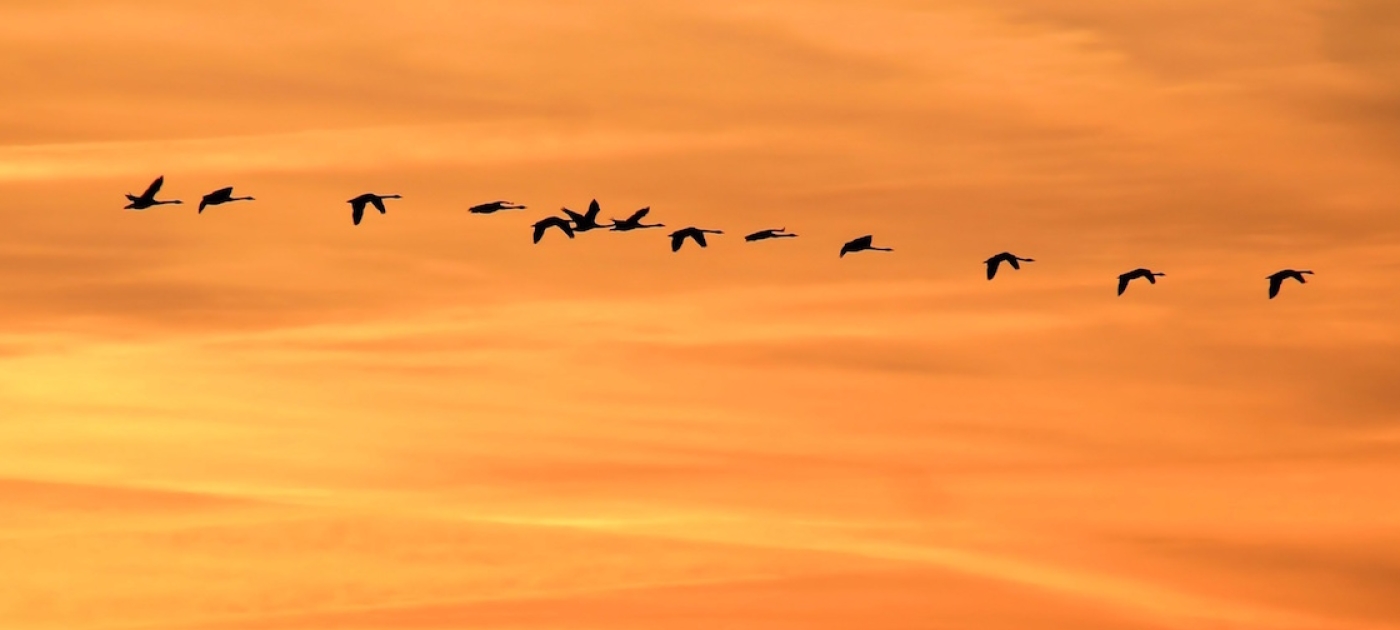 Avian adventures Pexels