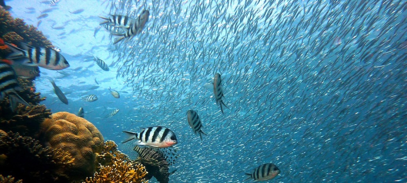 Fiji’s Great Sea Reef nominated as Ramsar Site at start of International Year of the Reef