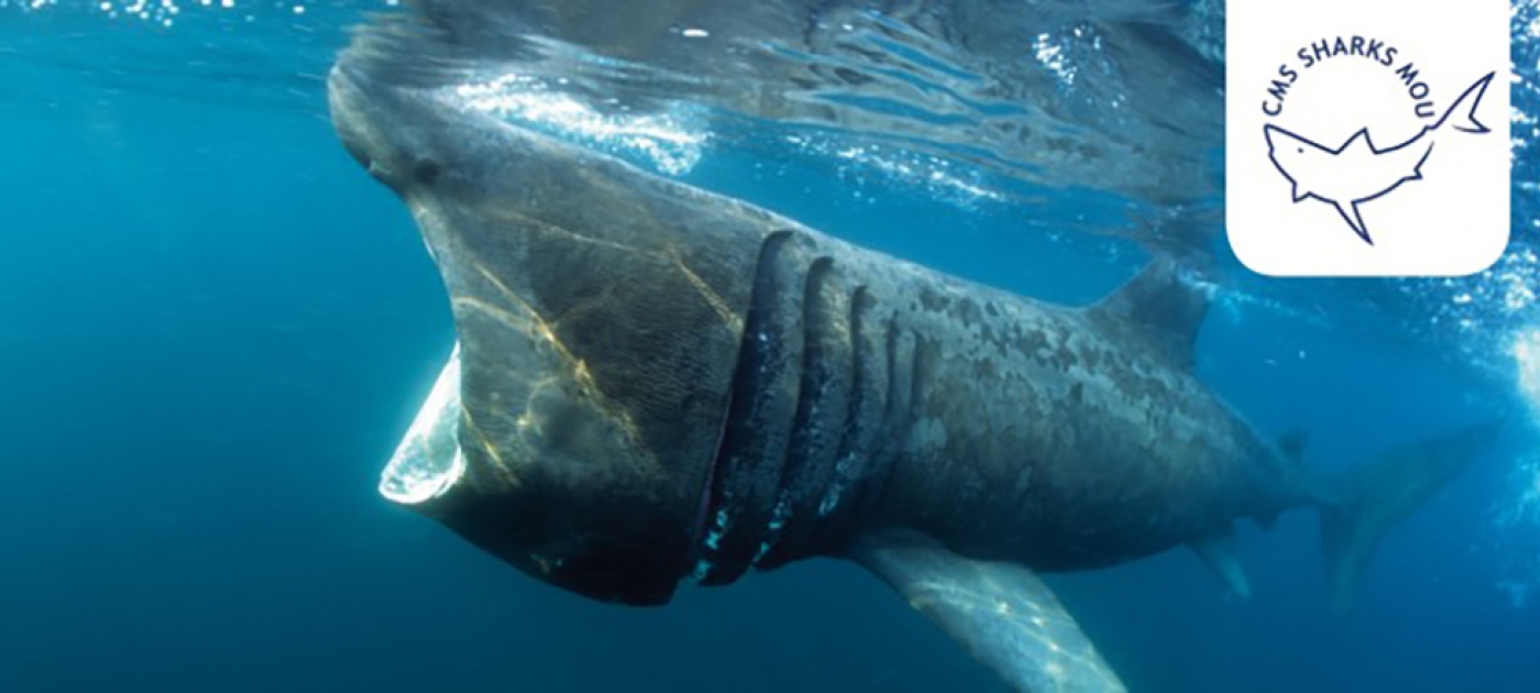 Countries Agree on Actions to Protect Sharks