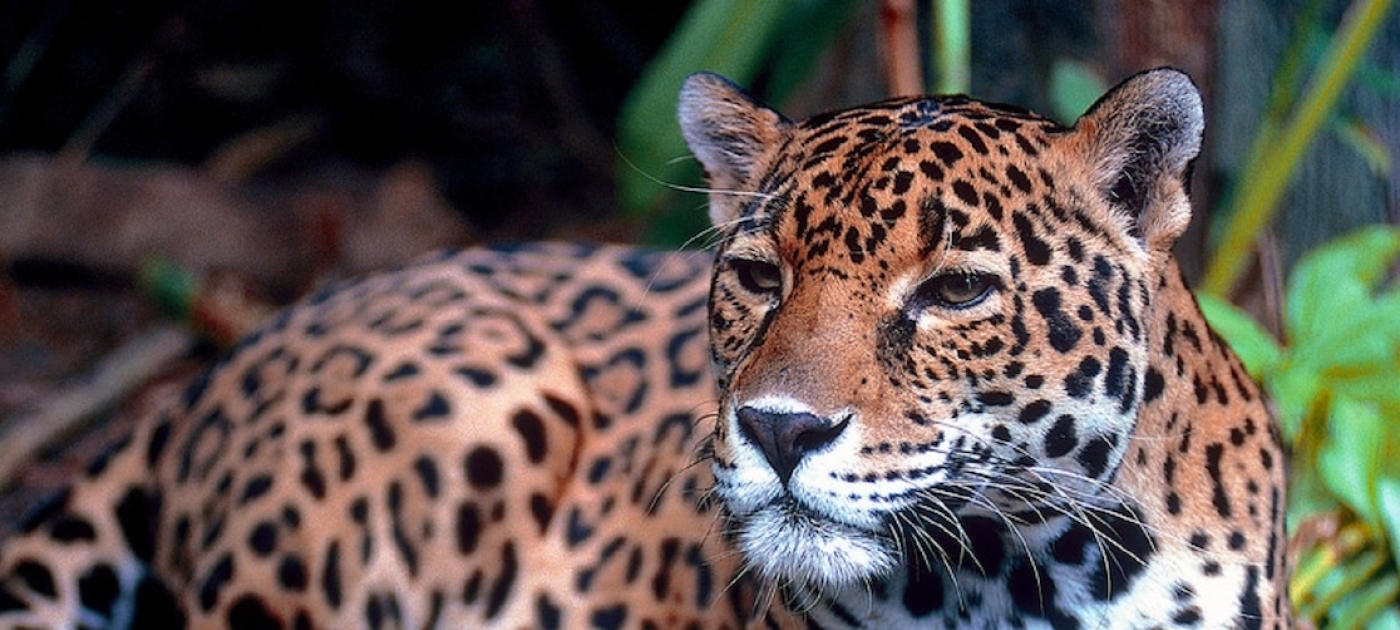 Salvando al jaguar, la icónica -y amenazada- especie de América Latina