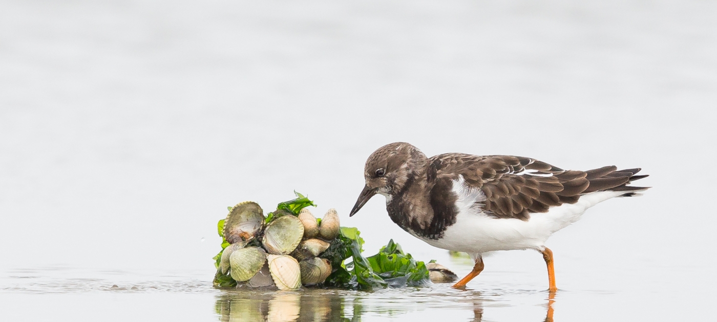 #TravelTuesday: See the Wadden Sea