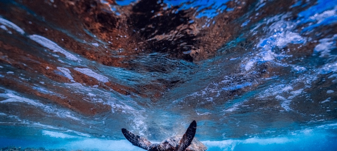 Brazil designates two new marine protected areas, surpassing biodiversity targets