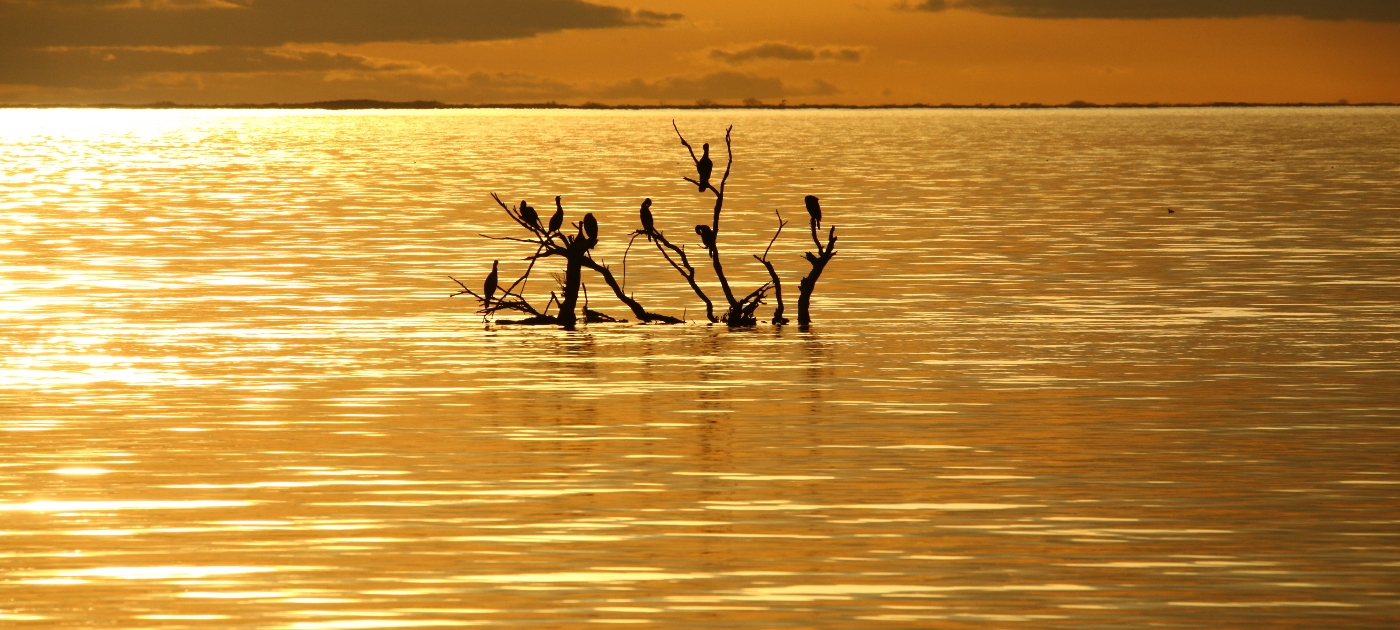 #Travel Tuesday: Camargue Wetlands