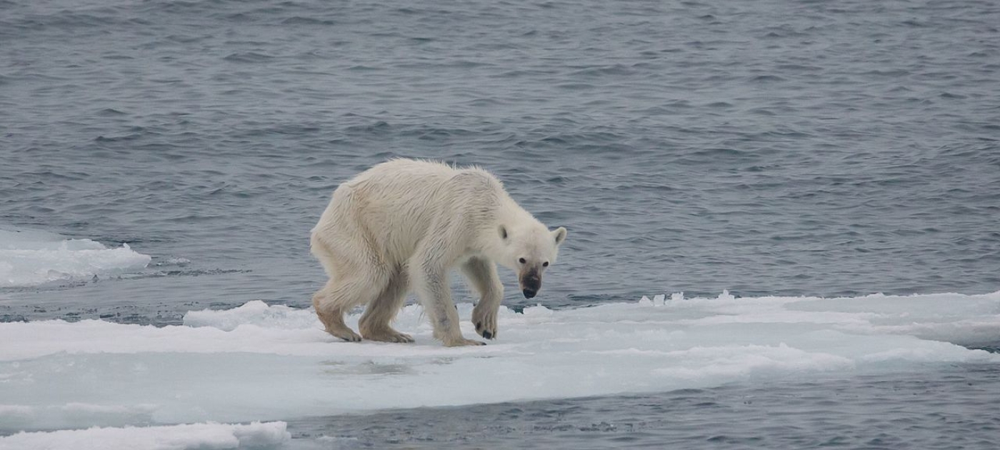 A warming world threatens the planet’s library of life