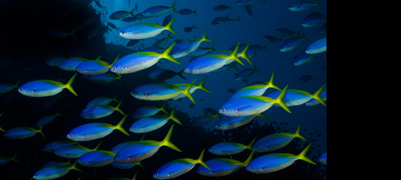 Single-use plastic has reached the world's deepest ocean trench Wikimedia commons/Nick Hobgood