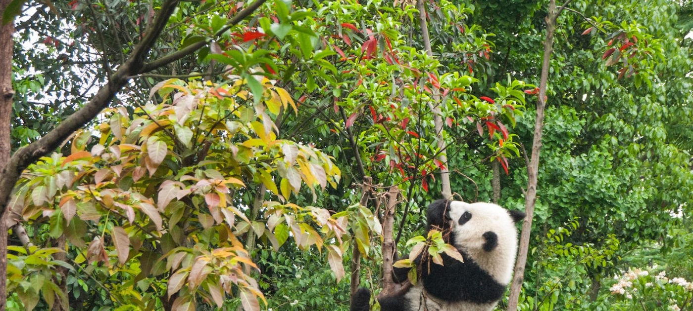 Scientists warn of dangerous decline in Asia-Pacific’s biodiversity Unsplash