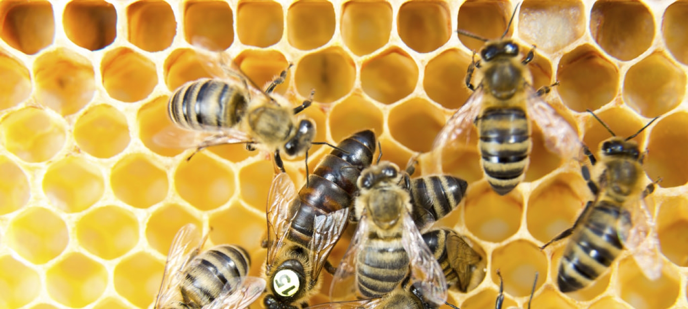 #FridayFact: One in three spoonfuls of food depends on bees!