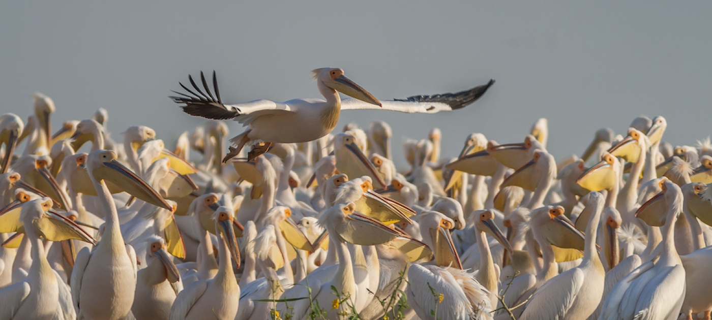 On the move to a safer world for migratory birds