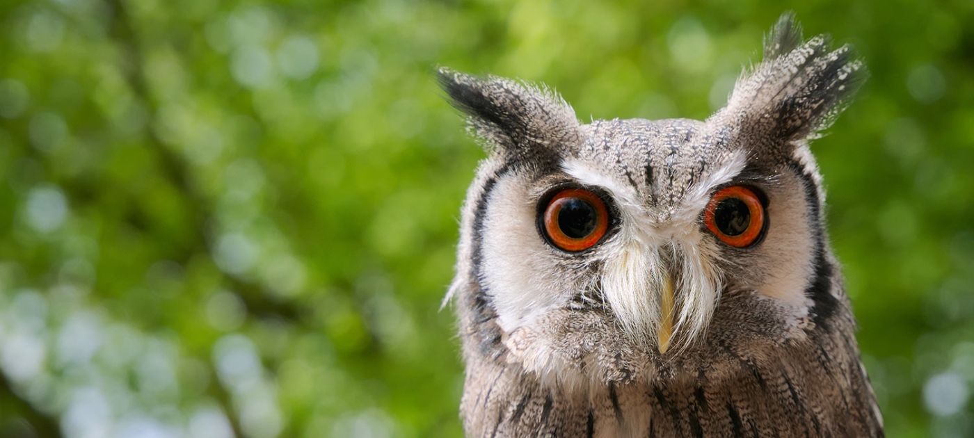 Wildly optimistic: Report predicts a healthy future for biodiversity