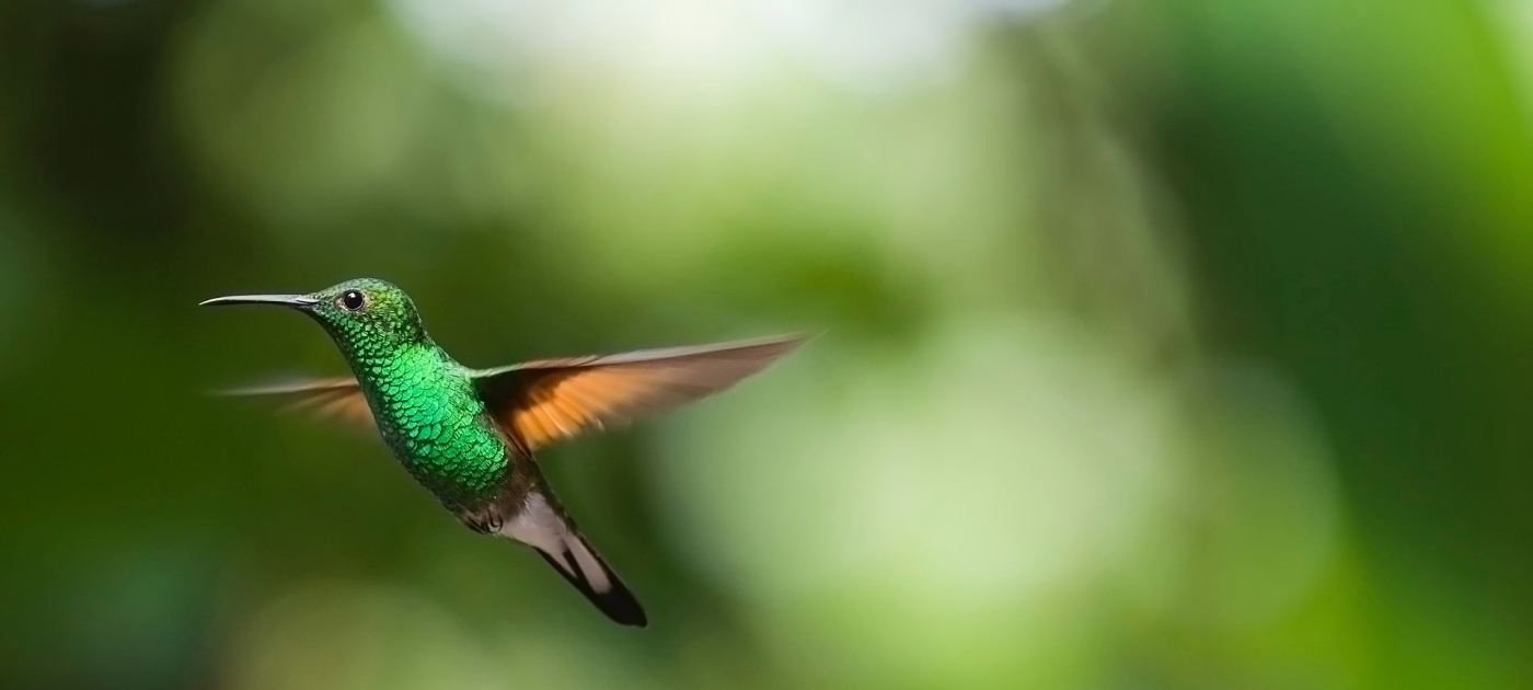 Spreading the word on migratory birds Pixabay