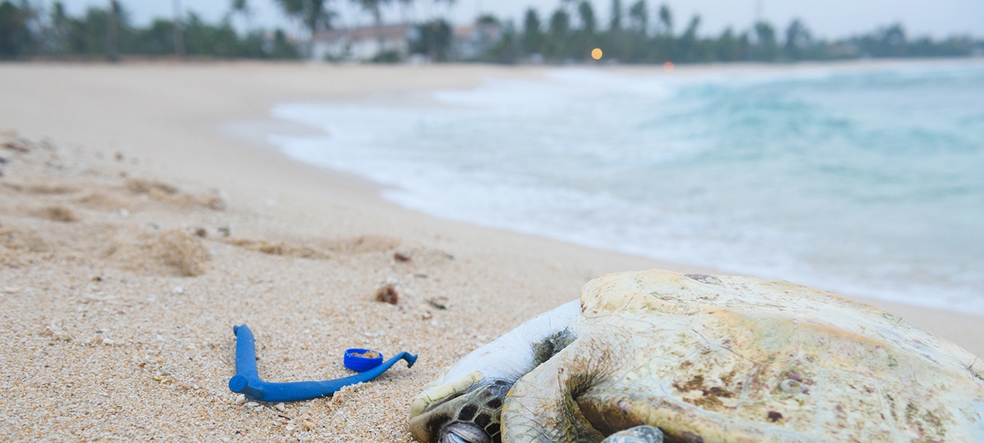 Fatal attraction: Turtles and plastic Shutterstock