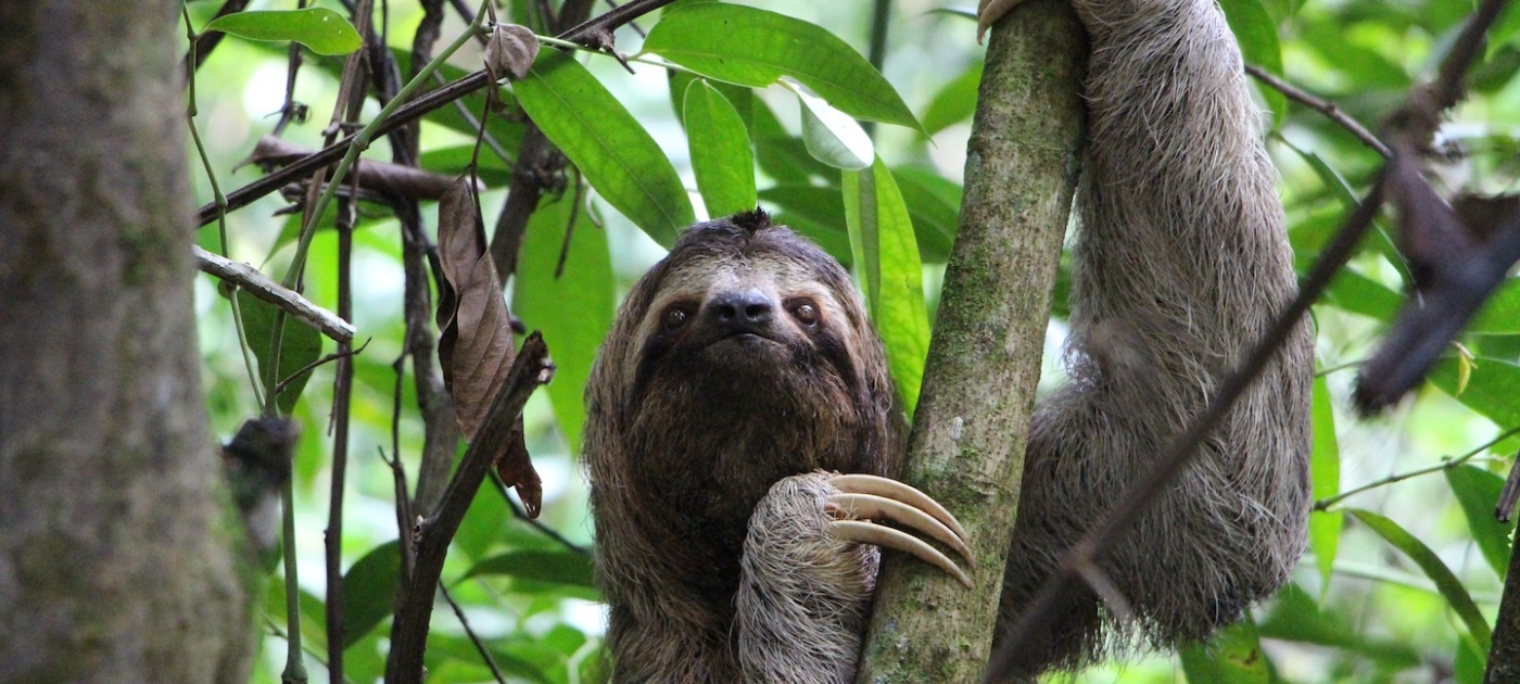 Saving the sloths Pixabay