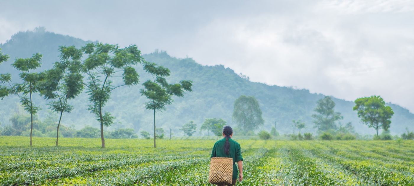 Greening Vietnam’s tea industry UN Environment / Lisa Murray