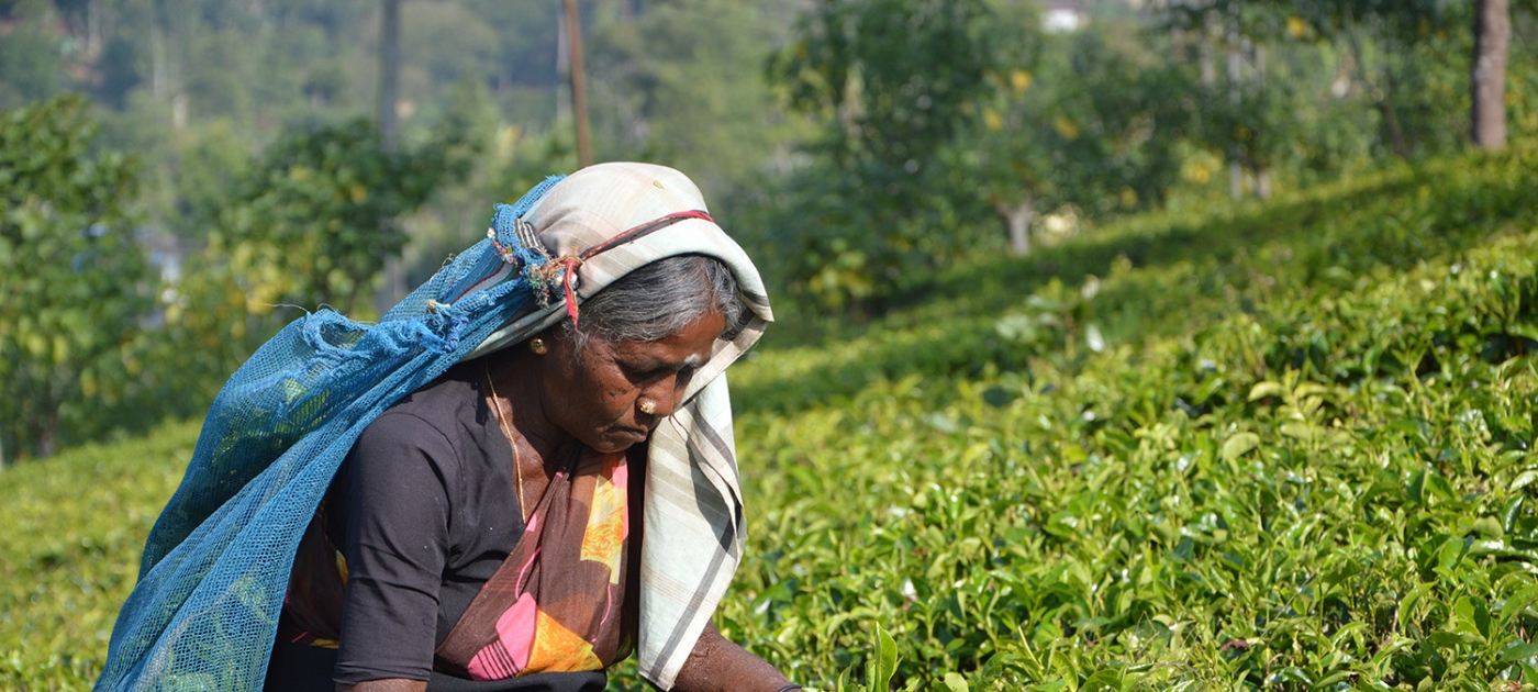 The economics of ecosystems and biodiversity for agriculture and food Asantha Abeysooriya/ Unsplash