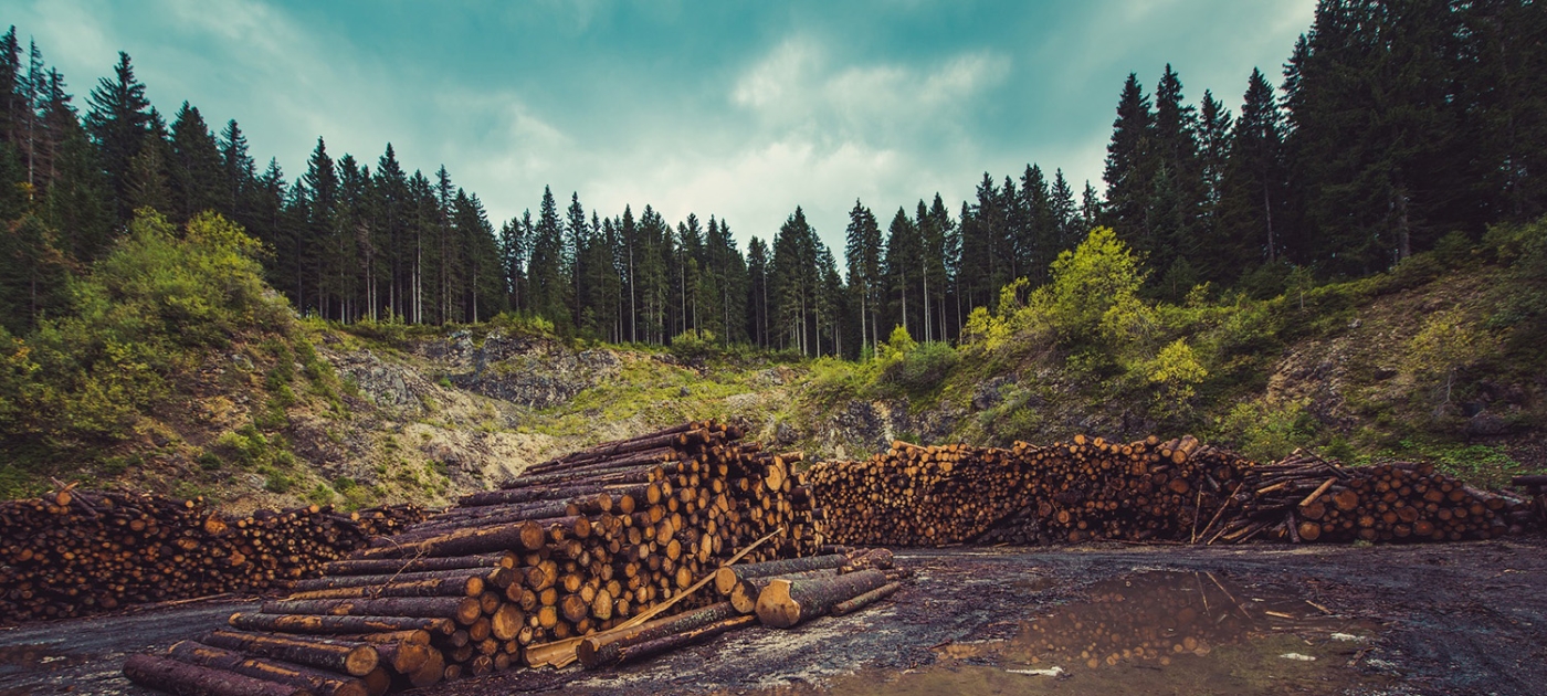 Les forêts en première ligne