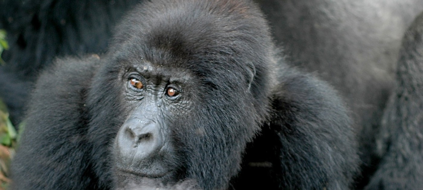 Number of Mountain Gorillas Rise in Virunga Massif