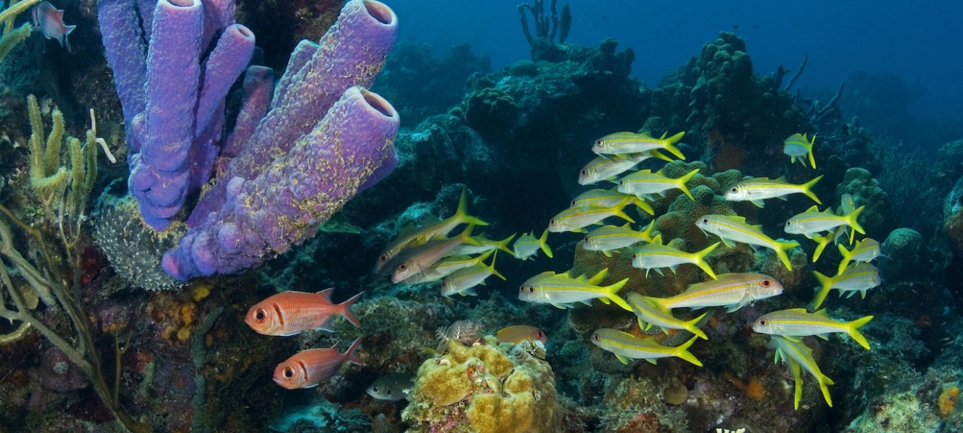 This summer, let’s protect our coral reefs Coral Reef Image Bank