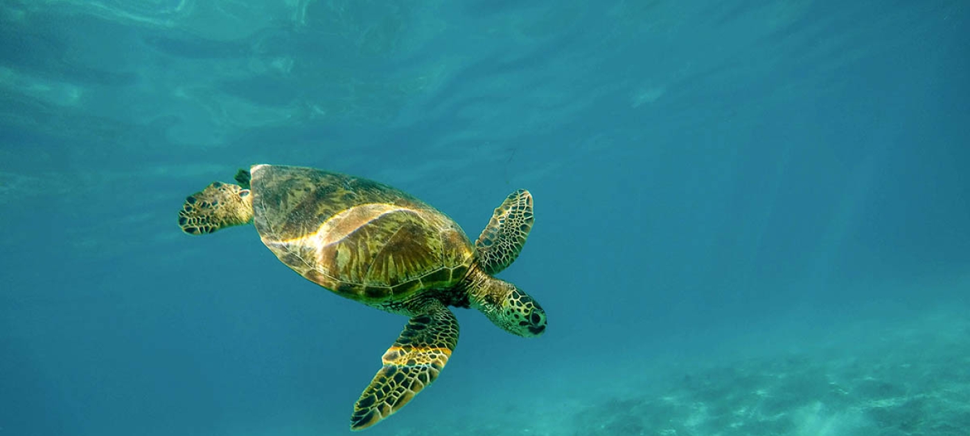 World Sea Turtle Day with Ellie Goulding Pixabay