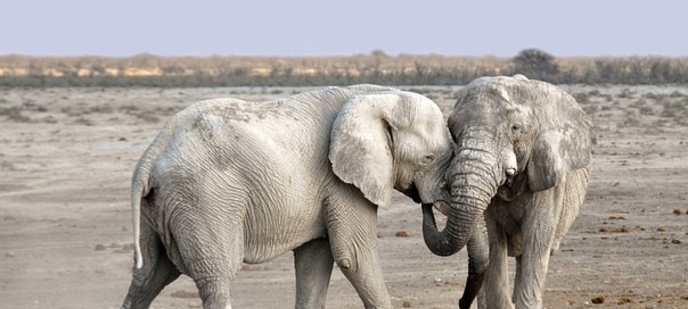 African rangers to receive first international award for protecting wildlife