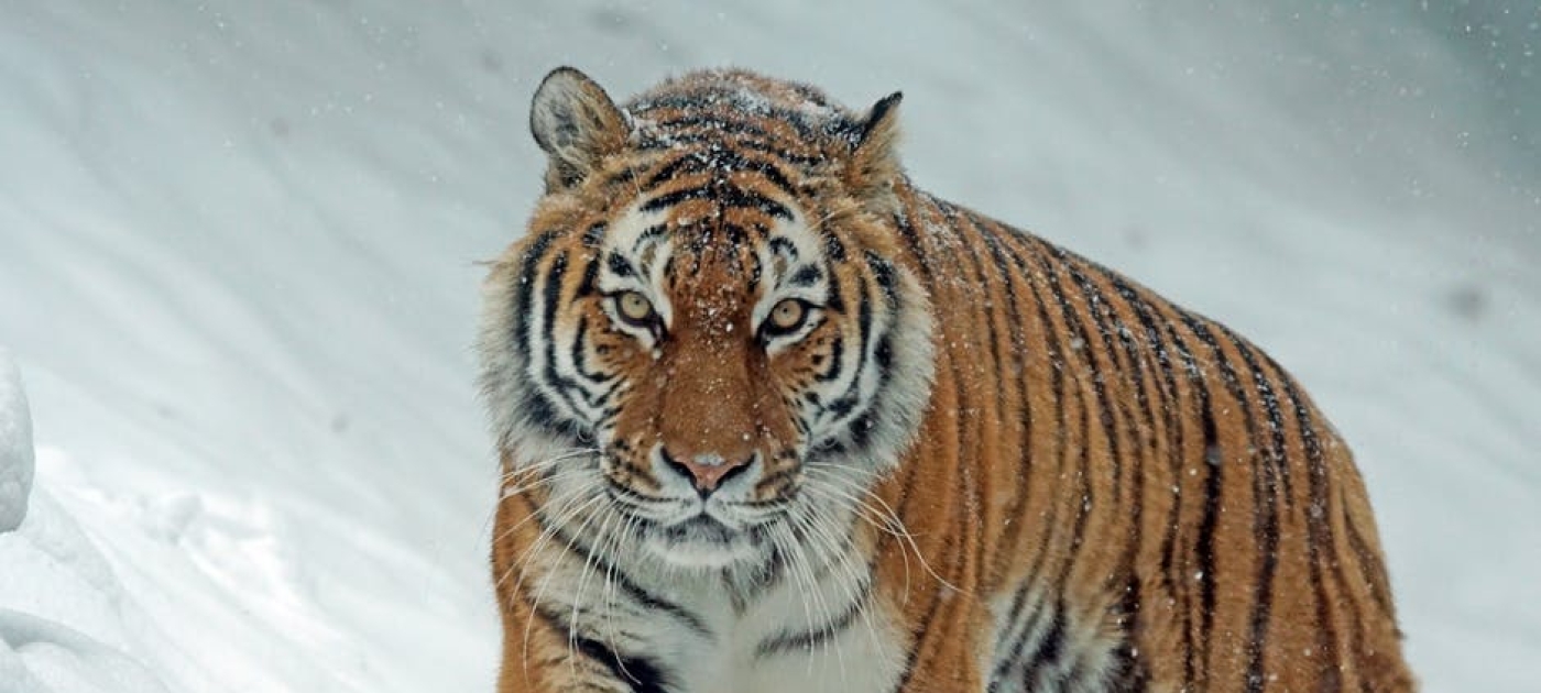 El tigre siberiano gana un aliado influyente en China