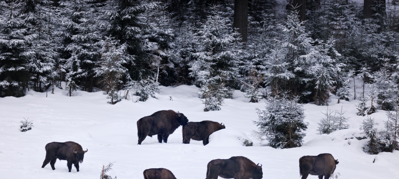 Satellite imagery helps monitor Bavarian forest Carl Beierkuhnlein