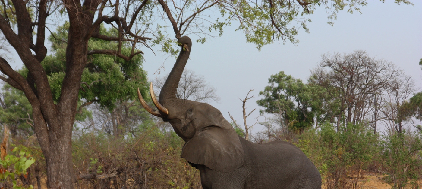 The new buzz in elephant conservation: a bee-scented repellent