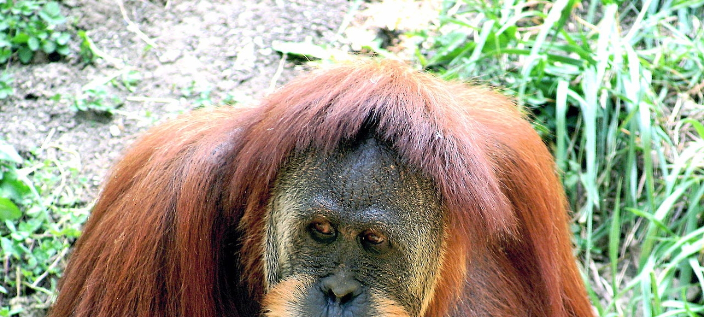 Orangutan conservation’s balancing act Kabir Bakie