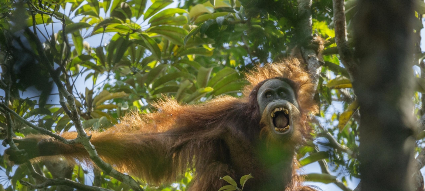 Primates in peril: highlighting endangered species at International Primatological Congress