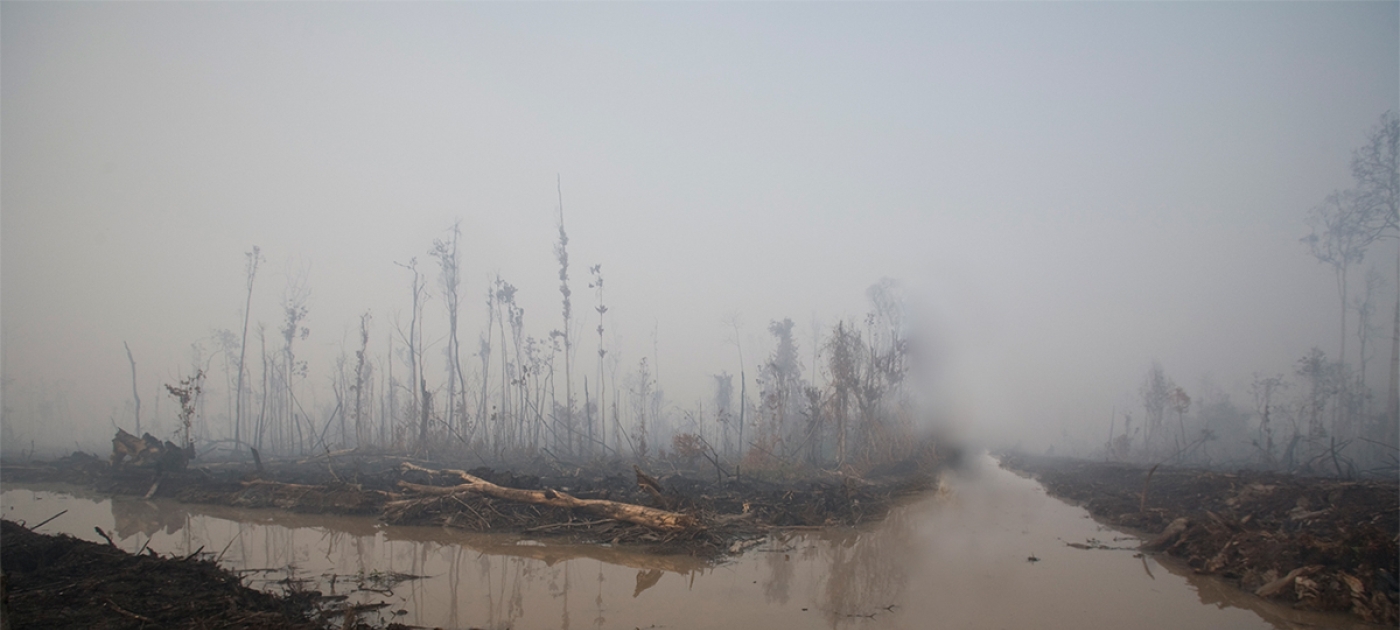 Four countries from the global South to share peatland experiences Photo by UN-REDD