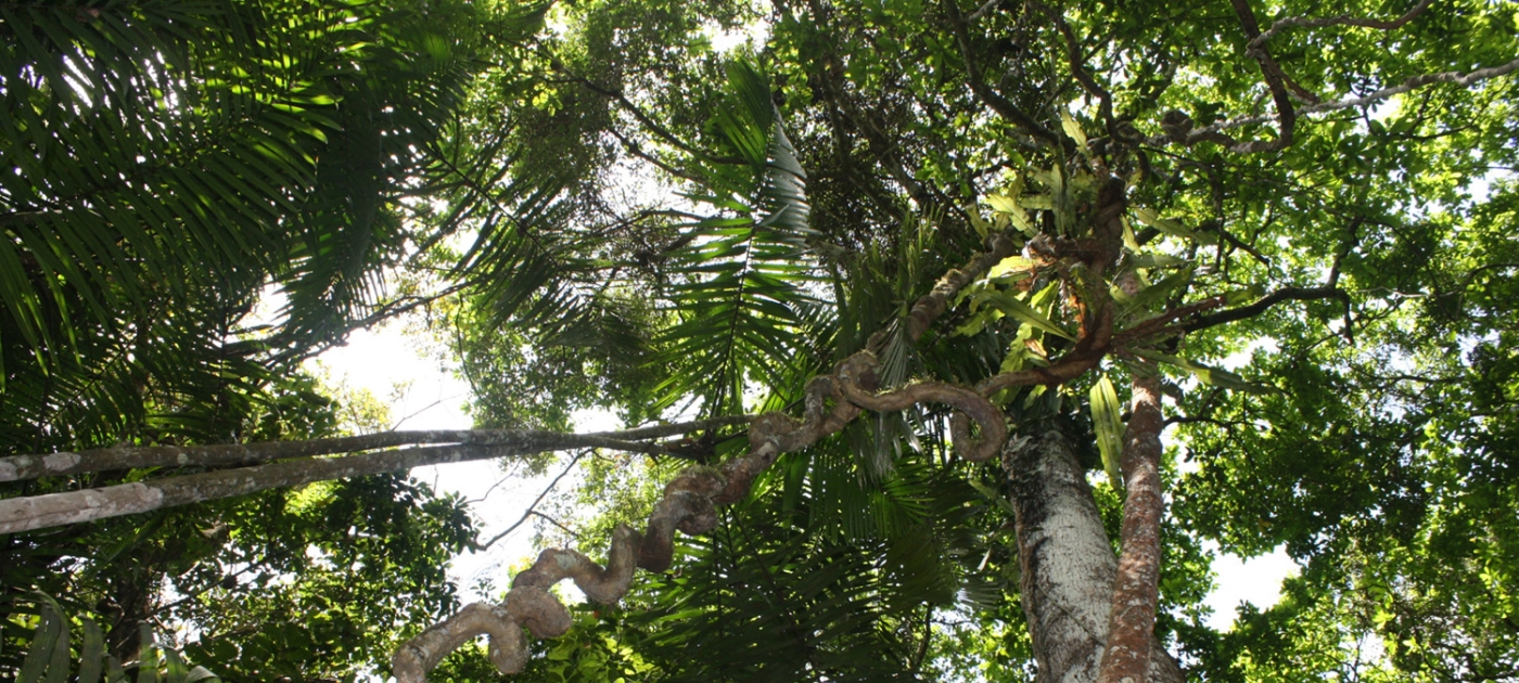 Forests: A natural solution to climate change, crucial for a sustainable future UN-REDD Programme