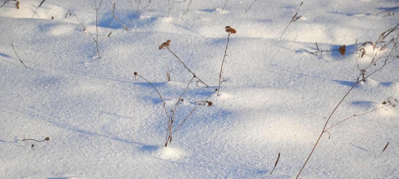 Taller plants in warming Arctic could speed up climate change Photo by Pxhere