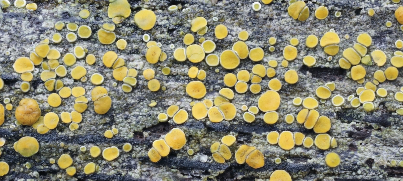 Fungi research lifts lid on shy organisms that break down plastic State of the World's Fungi