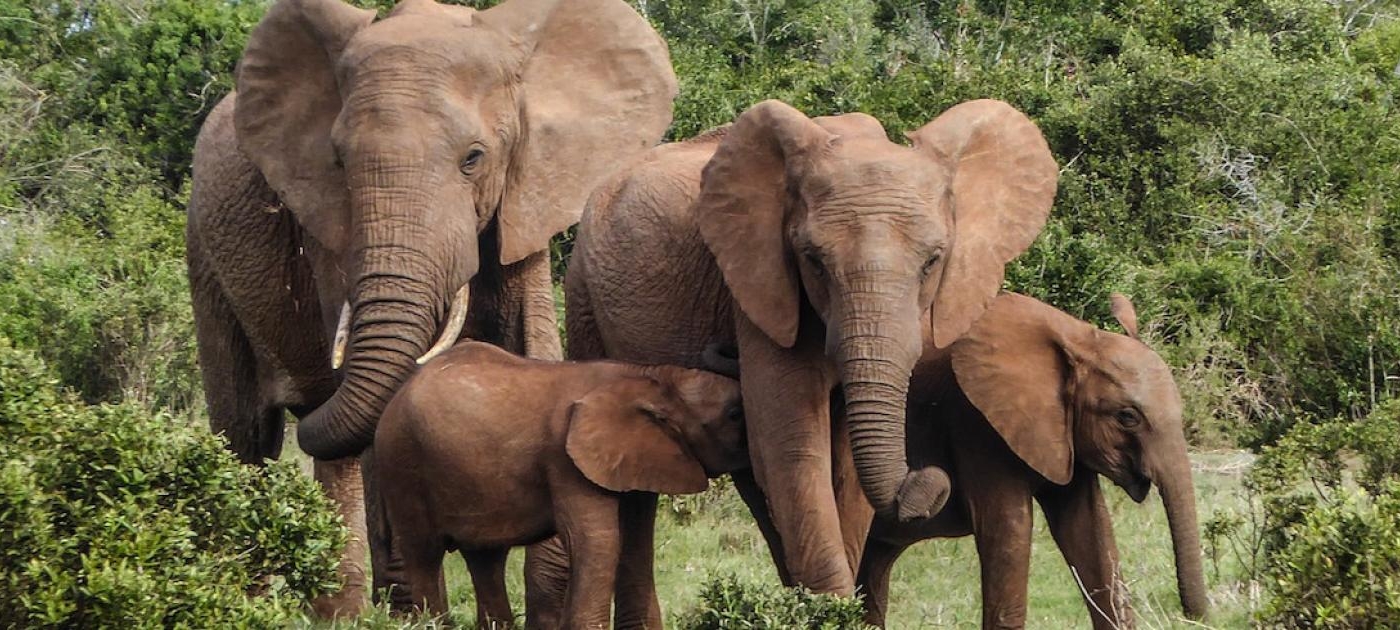 The African Elephant Fund takes the lead in ecosystem aerial mammal count between Kenya and Tanzania