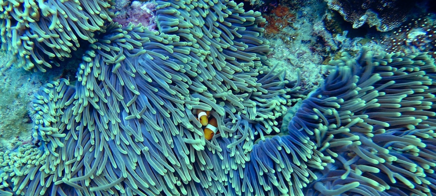 Billions to be gained in coral reef investment, new analysis shows