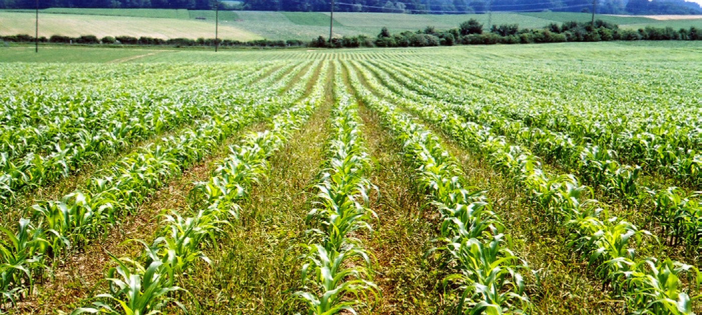 In Africa, tech-savvy entrepreneurs sow seeds of a farming revolution Environment live, UN Environemnt
