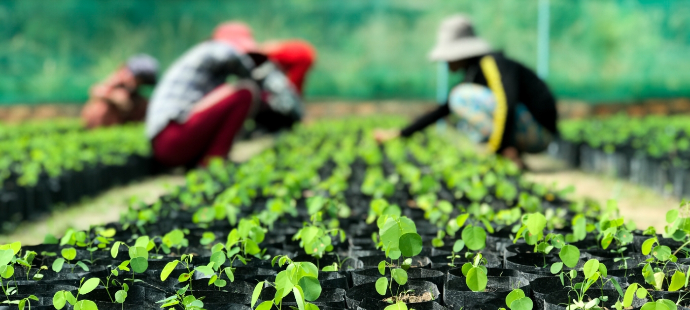 “I’m proud to have brought the rain back”: reforestation revives Cambodian mountains