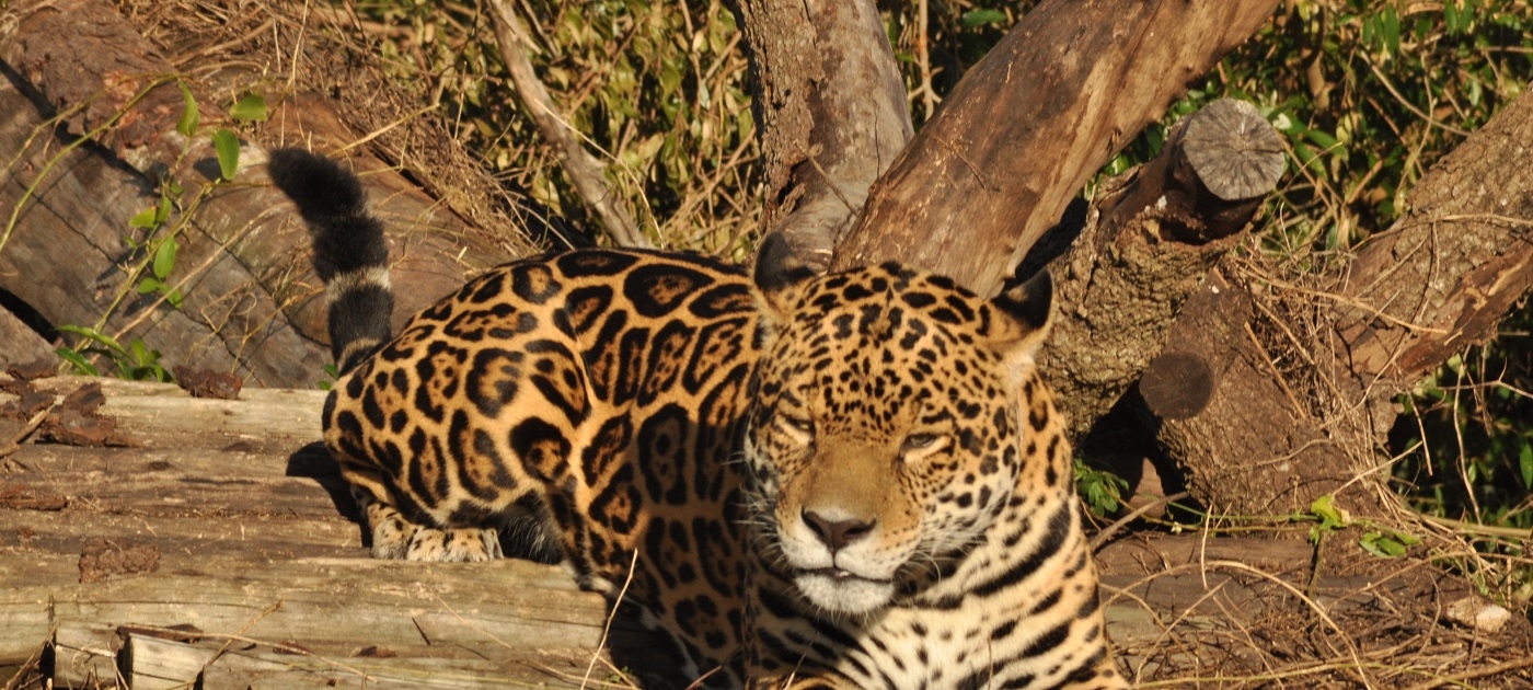 Return of the jaguar Photo by Nicolas Carro