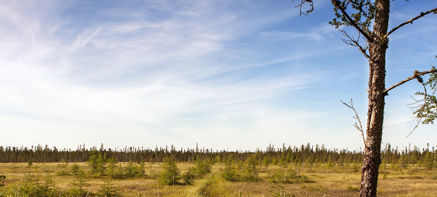 Las turberas, poderosas aliadas contra el cambio climático