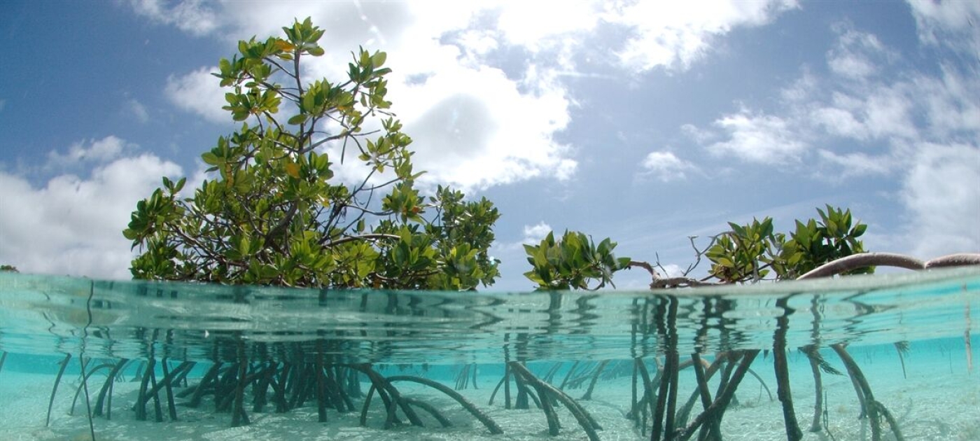 Surfers ride the wave of ocean action in Myanmar blue forest Photo by Sustainable Surf